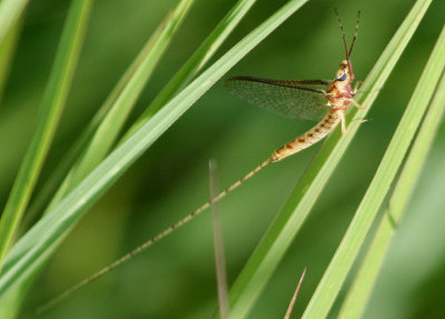 Hexagenia Common Burrower Mayfly species; male