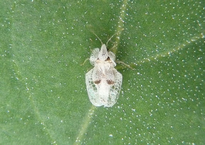 Corythucha ciliata; Sycamore Lace Bug