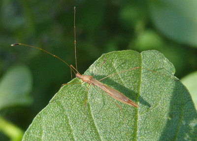 Jalysus Stilt Bug species