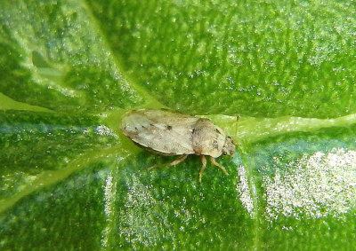 Parapiesma Ash-gray Leaf Bug species