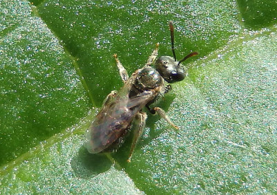 Dialictus Sweat Bee species