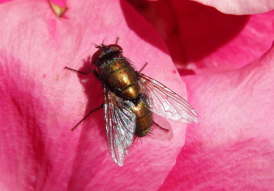 Calliphoridae Blow Fly species