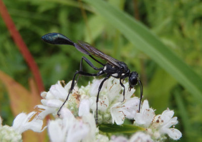 Eremnophila aureonotata; Thread-waisted Wasp species