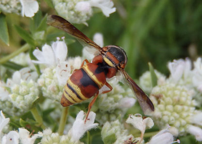 Euodynerus hidalgo hidalgo; Mason Wasp species