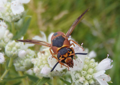 Euodynerus hidalgo hidalgo; Mason Wasp species