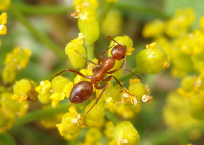 Formica incerta; Ant species