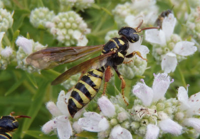 Myzinum Thynnid Wasp species