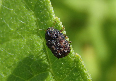 Exema Warty Leaf Beetle species