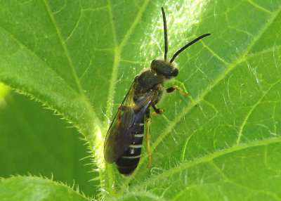 Halictus rubicundus; Sweat Bee species