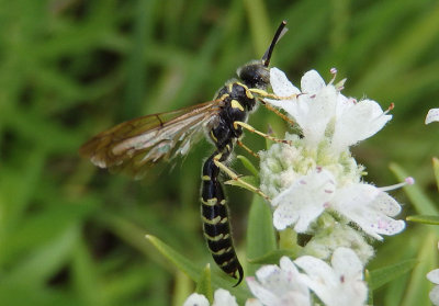 Myzinum quinquecinctum; Five-banded Thynnid Wasp; male 
