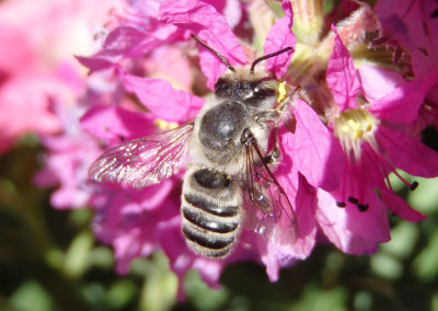 Megachile Leaf-cutting Bee species