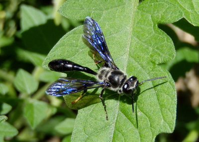 Trypargilum Square-headed Wasp species