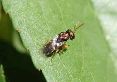 Pteromalidae Chalcid Wasp species
