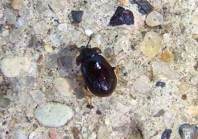 Geocoridae Big-eyed Bug species nymph