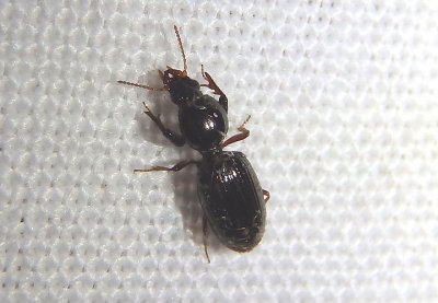 Dyschirius Ground Beetle species