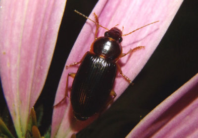 Notiobia terminata; Ground Beetle species