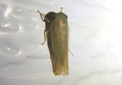 Chlorotettix Leafhopper species