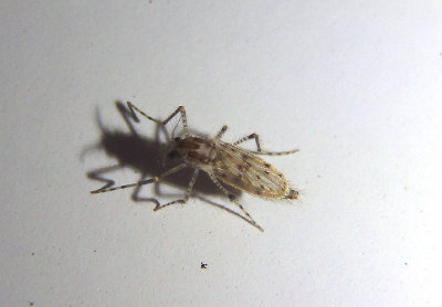 Chaoborus Phantom Midge species