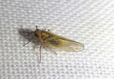 Muirodelphax arvensis; Delphacid Planthopper species; female