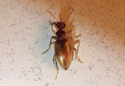 Cyclodinus mimus; Antlike Flower Beetle species