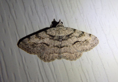 6405 - Digrammia gnophosaria; Hollow-spotted Angle