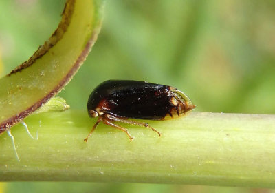 Acutalis tartarea; Treehopper species