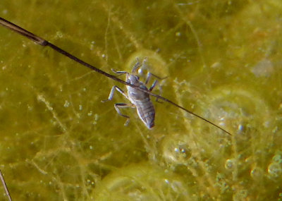 Microvelia pulchella; Smaller Water Strider species