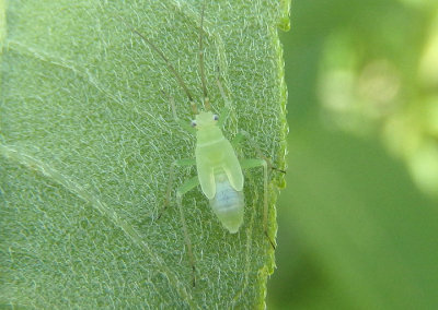 Miridae Plant Bug species nymph