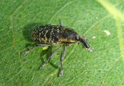 Larinus planus; Canada Thistle Bud Weevil; exotic