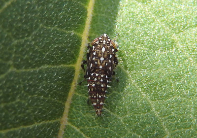 Mesamia nigridorsum; Leafhopper species nymph