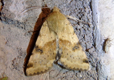 11072 - Heliothis phloxiphaga; Darker-spotted Straw Moth