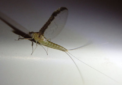 Callibaetis floridanus; Small Minnow Mayfly species; female