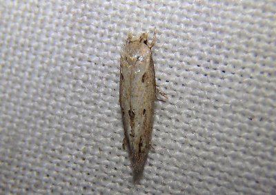 1430 - Mompha brevivittella; Casebarer Moth species