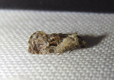 3844 - Thyraylia bunteana; Tortricid Moth species