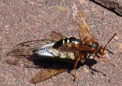 Sphecius speciosus; Eastern Cicada Killer with prey