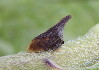 Campylenchia latipes; Widefooted Treehopper