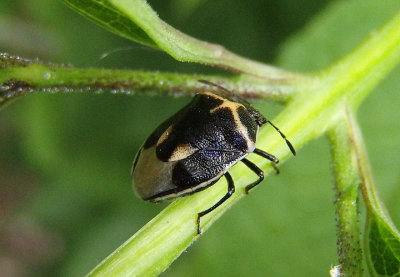 Cosmopepla lintneriana; Twice-stabbed Stink Bug