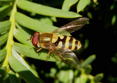 Syrphus Syrphid Fly species