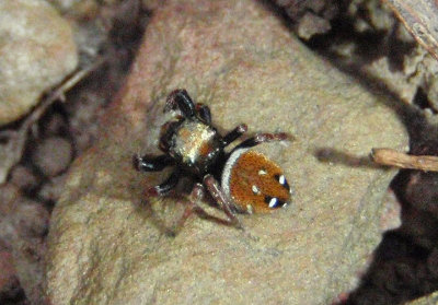 Phidippus whitmani; Jumping Spider species