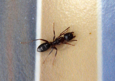 Camponotus nearcticus; Carpenter Ant species