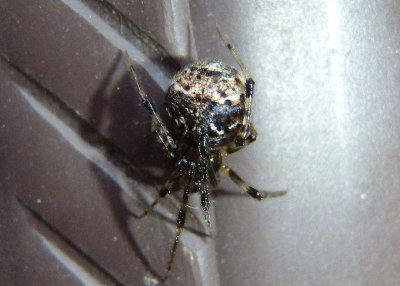 Parasteatoda tepidariorum; Common House Spider; exotic