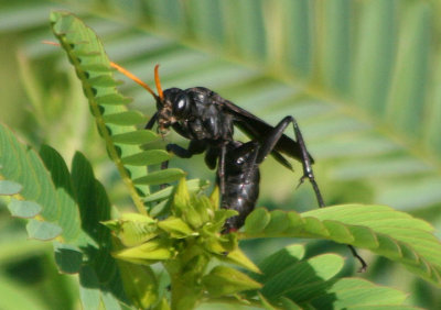 Entypus fulvicornis; Spider Wasp species