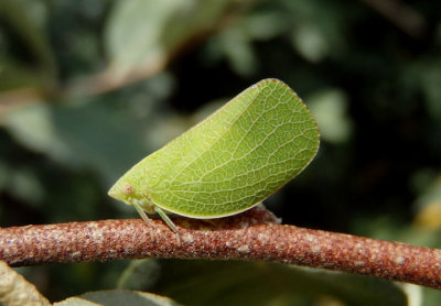 Acanalonia conica; Planthopper species