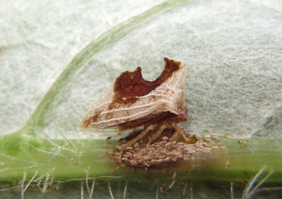 Entylia carinata; Treehopper species