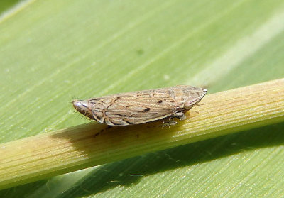 Flexamia Leafhopper species