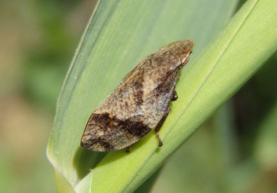 Lepyronia quadrangularis; Diamondback Spittlebug