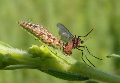 Antlions and Lacewings