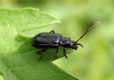 Diabrotica cristata; Leaf Beetle species