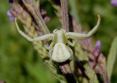 Misumenoides formosipes; Whitebanded Crab Spider