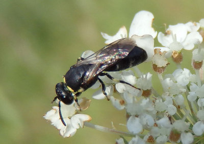 Prosopis Yellow-masked Bee species